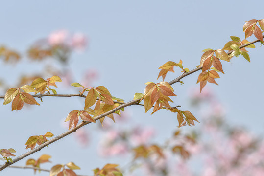 枫香树