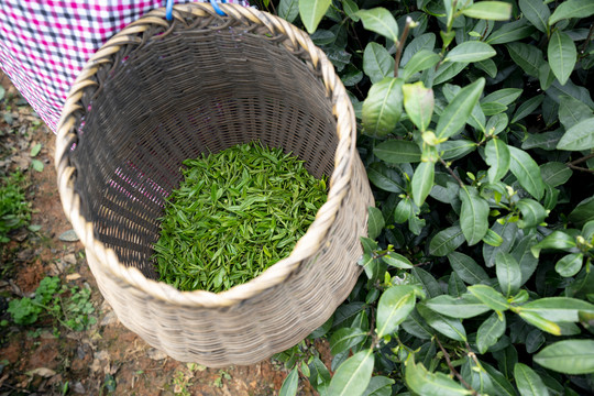 箩筐内的新鲜茶叶