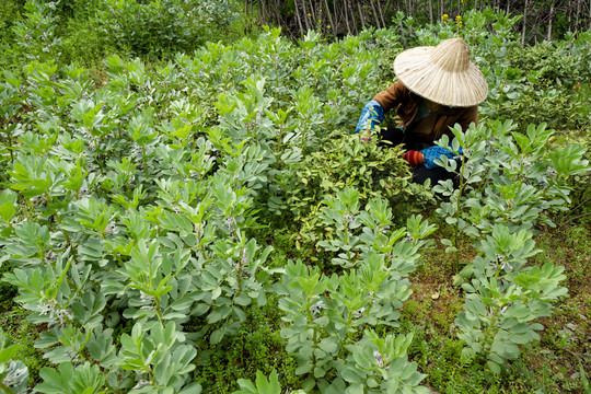 新鲜茶叶采摘