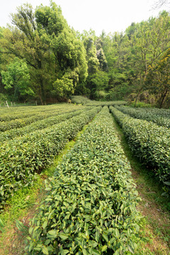 茶叶基地