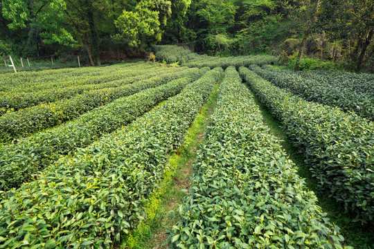 茶叶基地