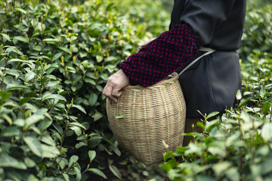 新鲜茶叶采摘