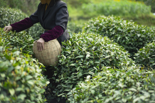 新鲜茶叶采摘