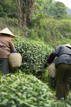 新鲜茶叶采摘