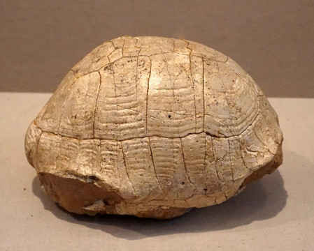 甘肃陆龟化石
