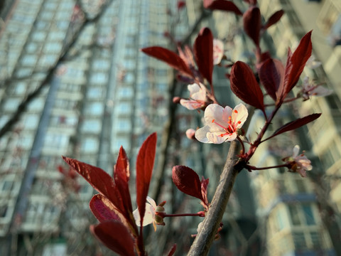 李子开花