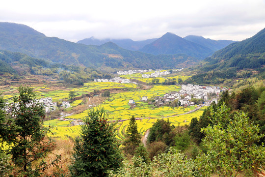 油菜花风光