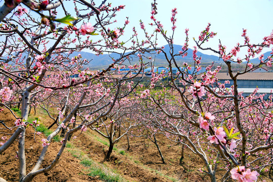 桃花风光