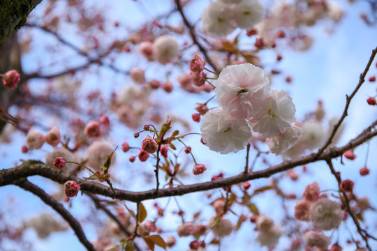 上海四月春天樱花盛开