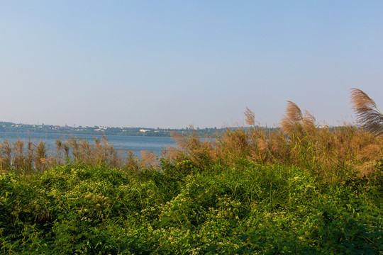 广东湛江湖光岩风景区芦苇草