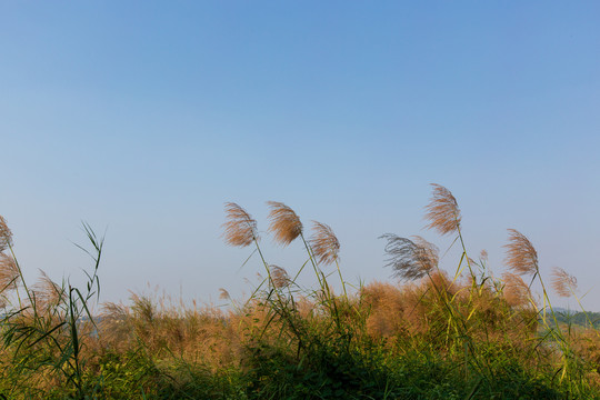 广东湛江湖光岩风景区芦苇草