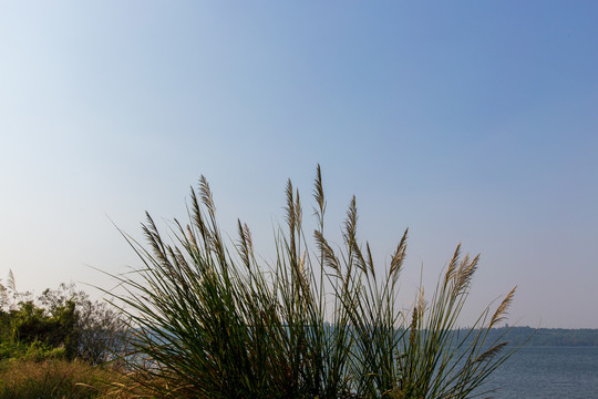 广东湛江湖光岩风景区芦苇草