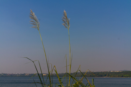 广东湛江湖光岩风景区芦苇草