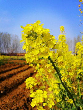 油菜花