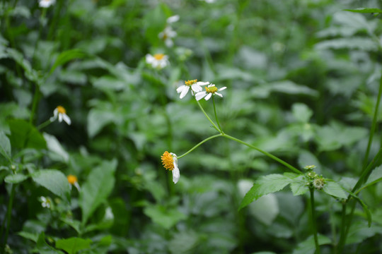 野菊花