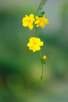 黄素馨花