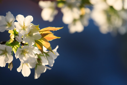 白色山樱花