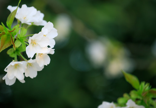 山樱花