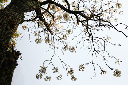 泡桐花树