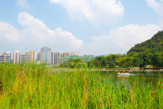 城市湿地风光