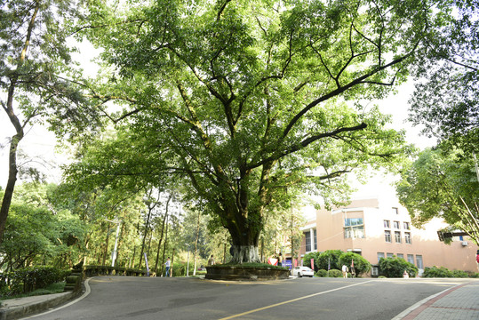 重庆大学