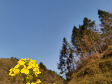 油菜花