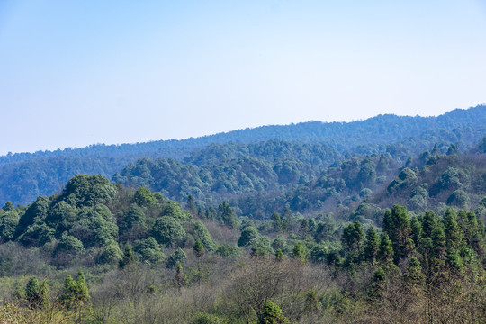 原始森林