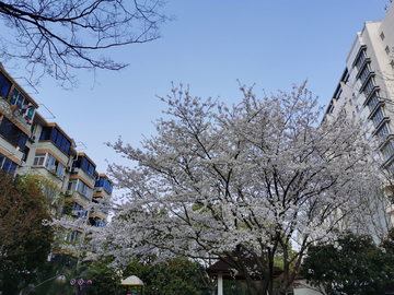 吉野樱花树