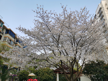 吉野樱花树