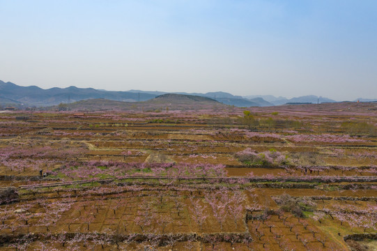 航拍济南南部山区桃花023