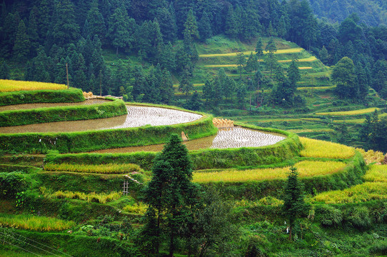 贵州肇兴侗寨堂安梯田秋景