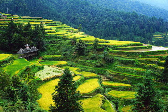 贵州肇兴侗寨堂安梯田秋景