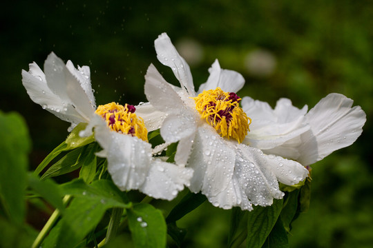 花卉素材