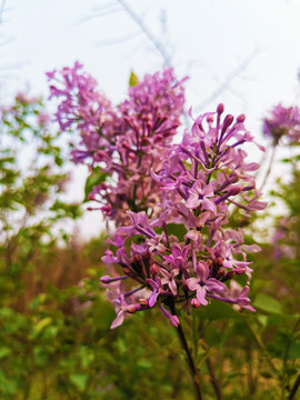 丁香花