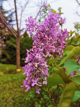 丁香花