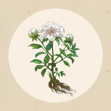 中藥白芍藥