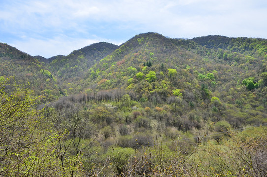 高山大树