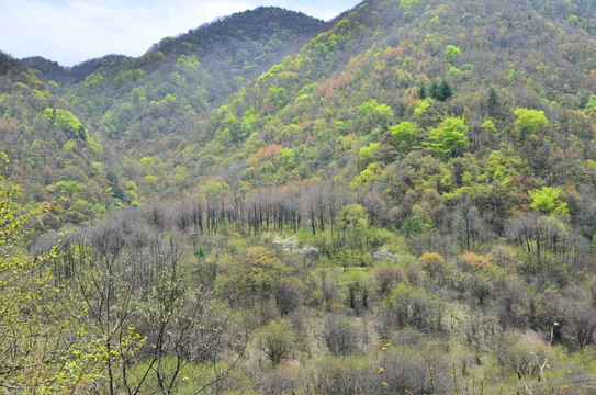 高山绿树