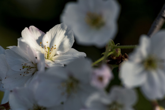 樱花