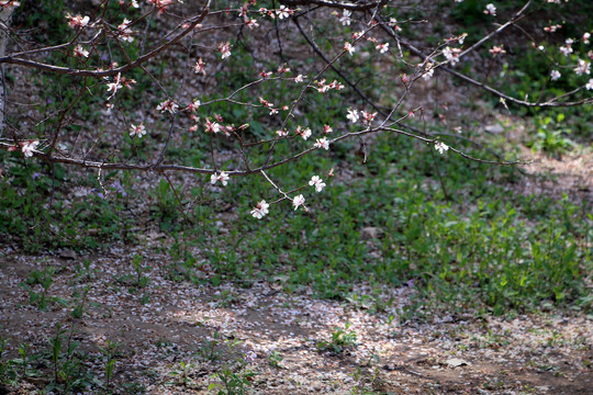 花树