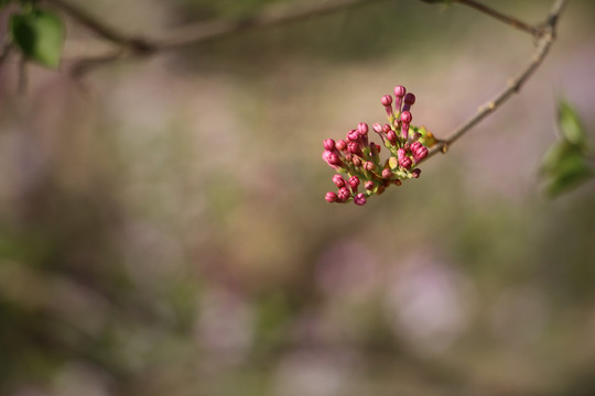 花苞