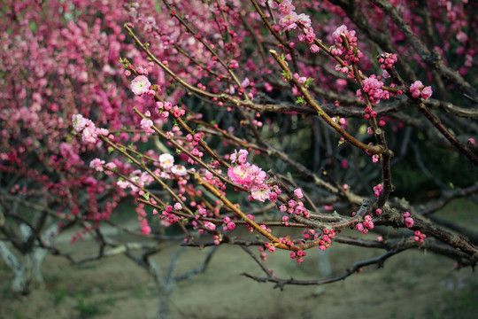 花树