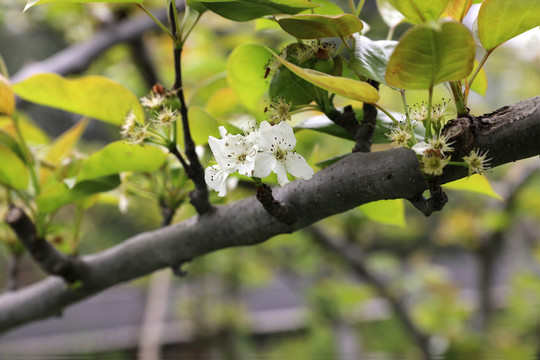 高清梨花