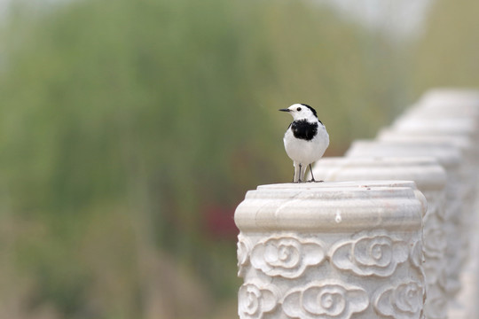 白鹡鸰