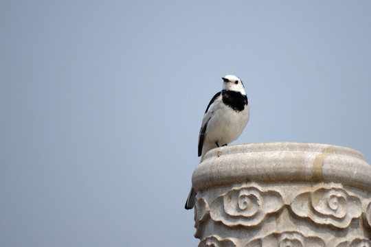 白鹡鸰