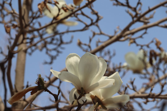 玉兰花