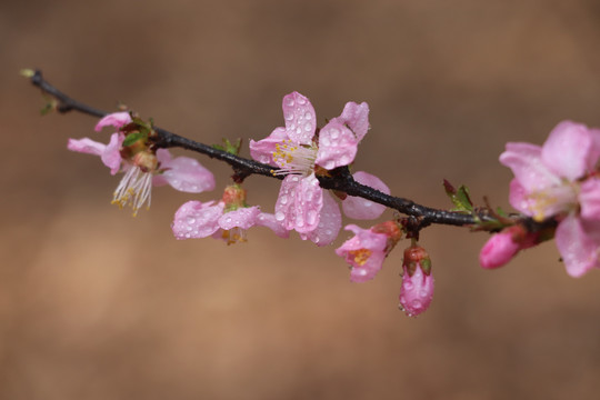 桃花