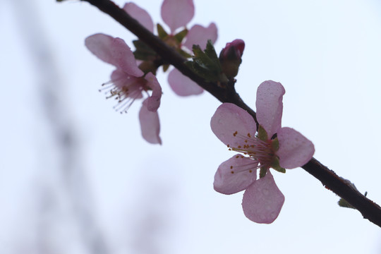 桃花