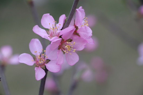 桃花