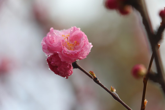 樱花